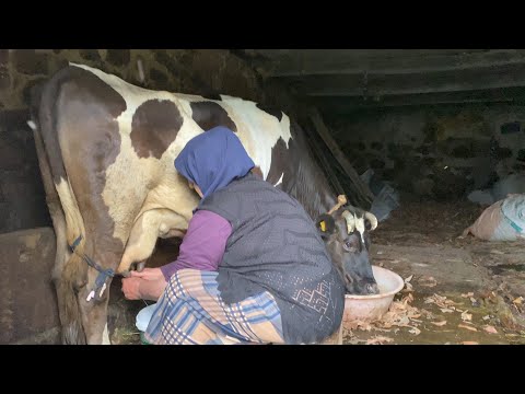Babaannemle İnek Sağma Olayları - Rize