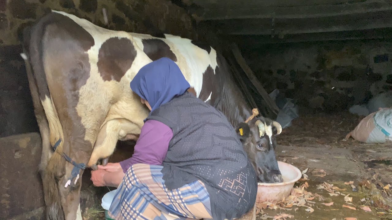 Babaannemle İnek Sağma Olayları - Rize