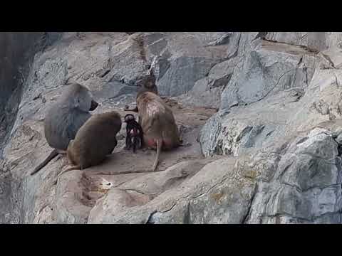 A group of Hamadryas baboons and their enclosure