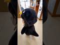 Gugu gaga cute 🤣 #gugugaga #penguin #dog #anime #cute #shorts