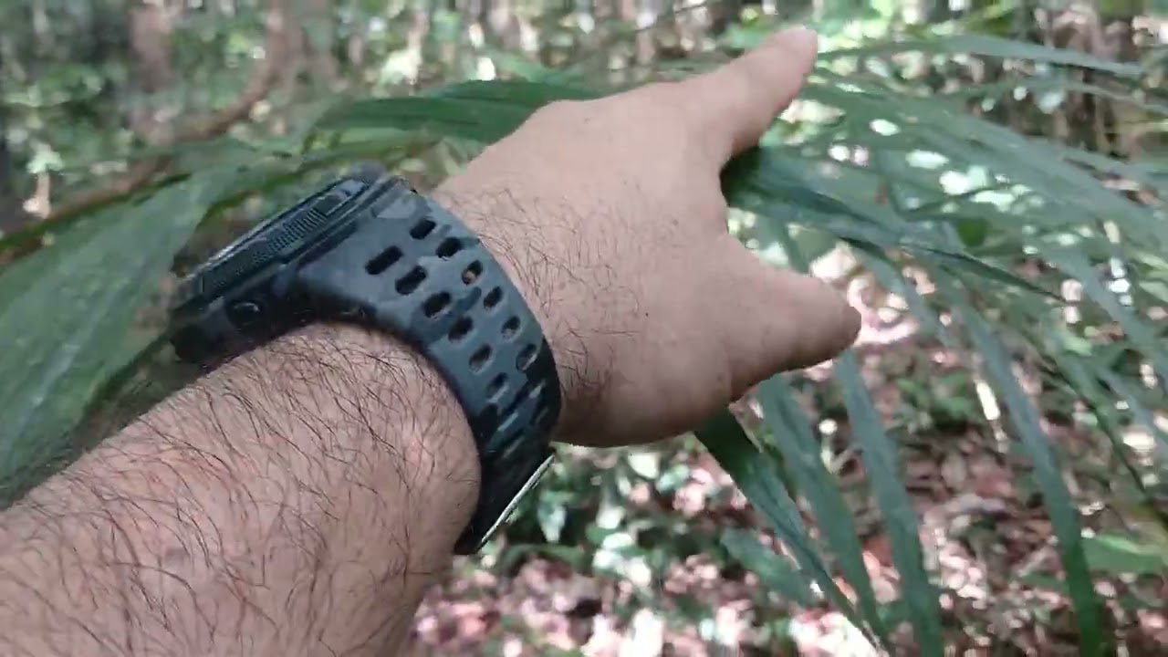 PACA NA ESPERA | CONTOS | CURIOSIDADES 