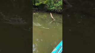 Bass chases down Whopper Plopper #bass #kayakfishing #topwater #whopperplopper #fishing