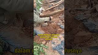 Tanaman Langka Nusantara Yang Di Kuasai Petani China munandartv