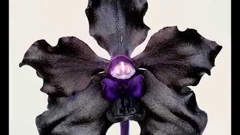 MOTES ORCHID HAUL!