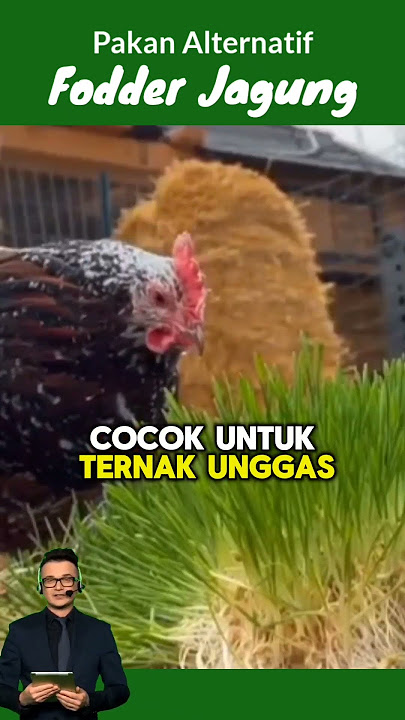 Pakan Alternatif Fodder Jagung #petanimillenial #pakanalternatif #foddergrass