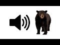 Bear growl  sound effect  prosounds