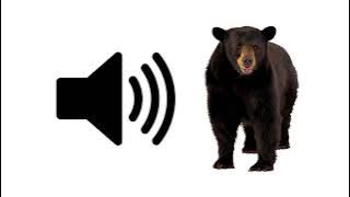 Bear Growl - Sound Effect | ProSounds