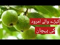 بغیر کاٹے کیڑے والے امرود کی پہچان Interesting Facts Of Guva بغیر کاٹے کیڑے والے امرود کی پہچان Interesting Facts Of Guva