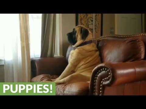 english-mastiff-deeply-contemplates-nap-time