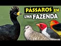 AVES DO SÍTIO: Expedição em busca dos PÁSSAROS do PANTANAL e do ambiente rural | Observando Aves #5