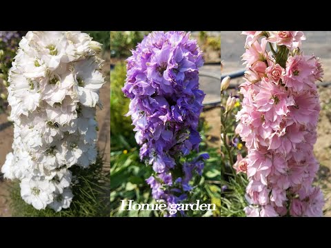 The easiest way to propagate delphiniums indefinitely | The secret to beautiful blooms every year...