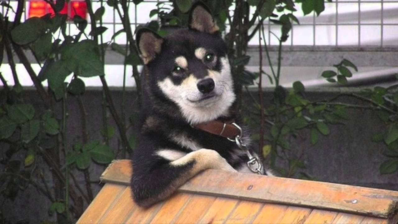 かっこいい犬の画像集 Youtube