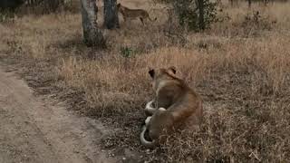 Ximhungwe lionesses