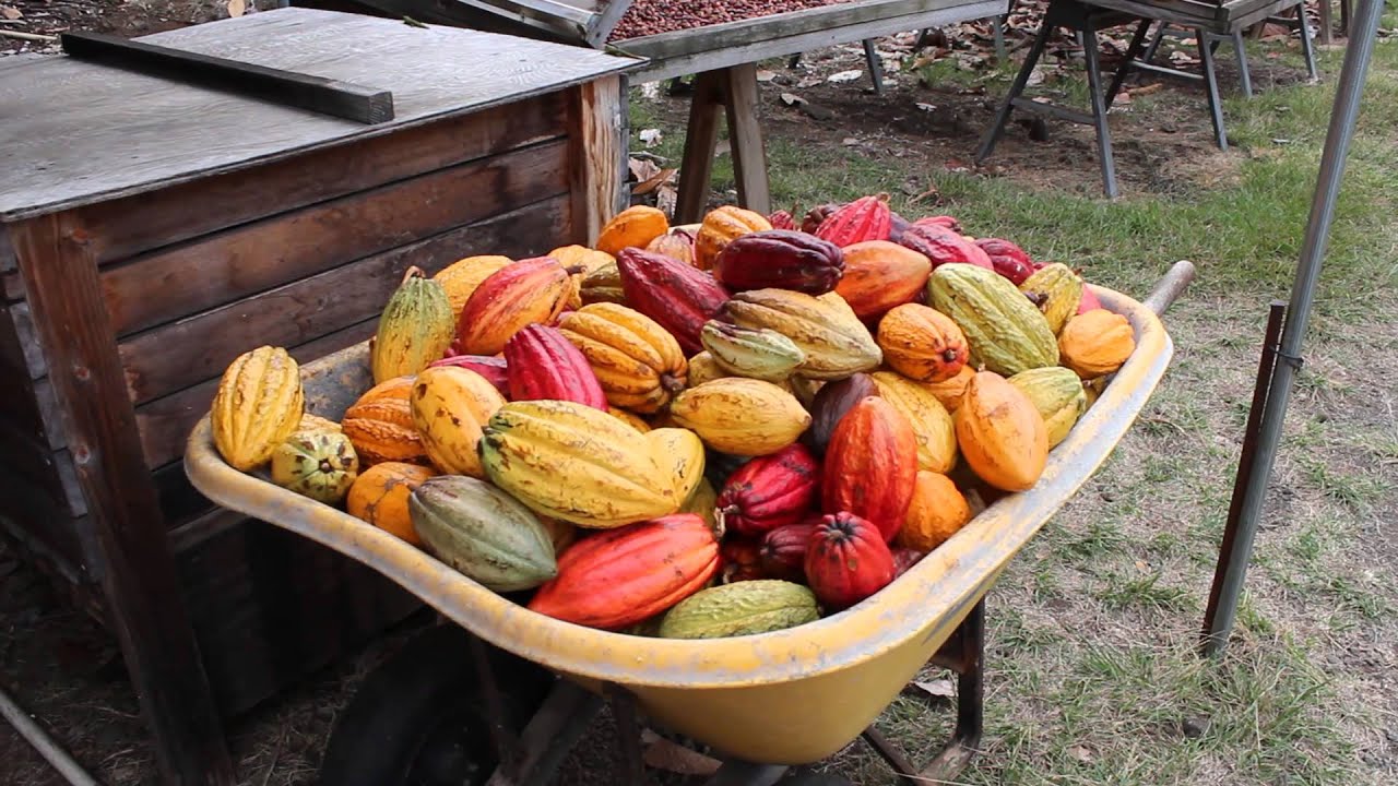 big island chocolate tour