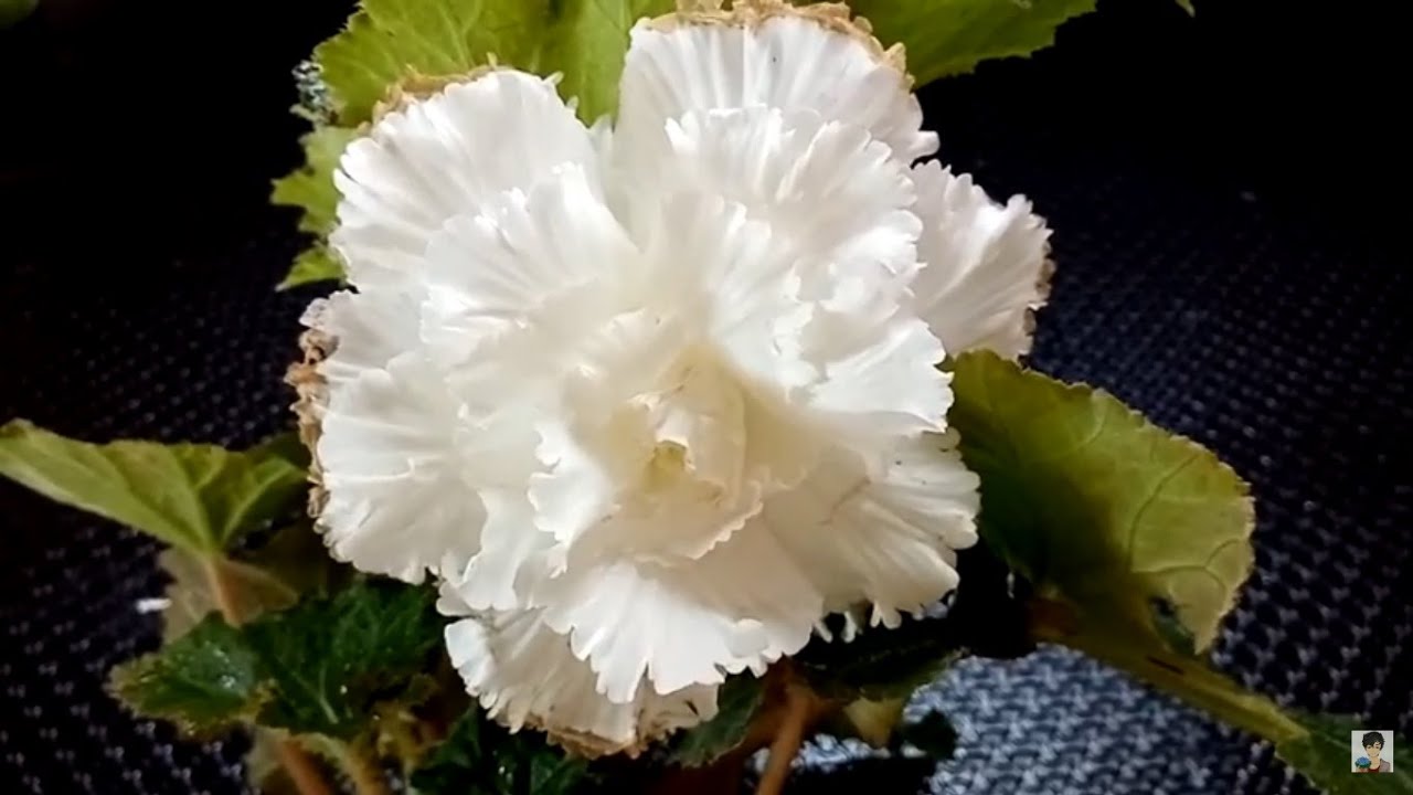 Begonia cuidados y cultivo chuyito jardinero - YouTube