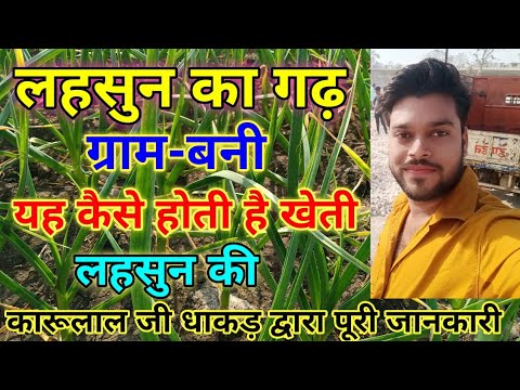 Garlic Plantation : Garlic Farming : How To Grow Garlic Bulb : Full