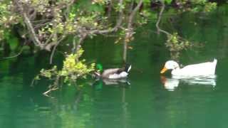 Odd Couple of Ducks in S.F. (May 2008)