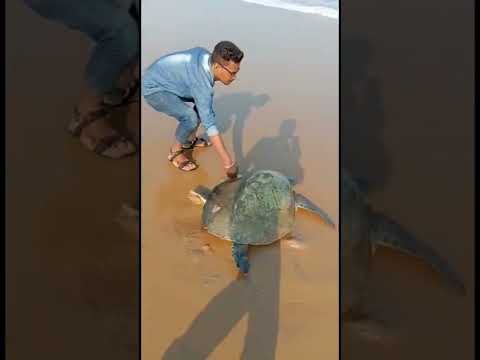 Video: Velas Beach - Red de Olive Ridley-schildpad
