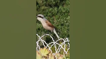 Europeab Shrike Bird Sound Bird Shortsfeed 