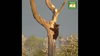 Brunbjørneungerne lærer at klatre