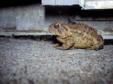 lizard skin grips toad eats bug #2
