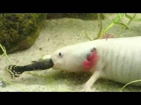 Axolotl feeding tutorial #33 