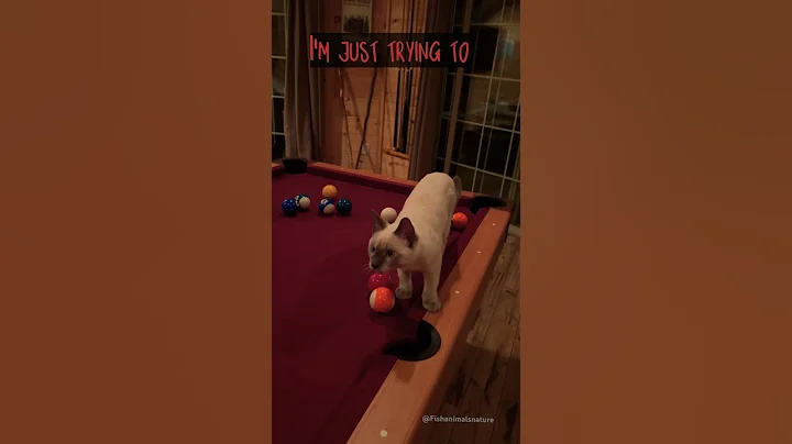 Watch the video about Cat Chat