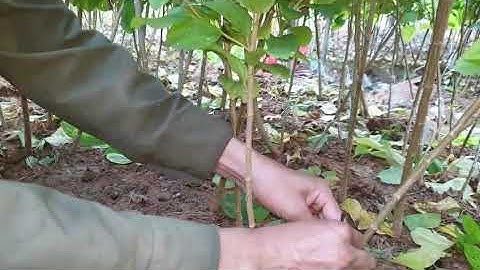 Hướng Dẫn Ghép Mắt Cây Táo