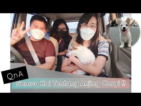 Video: Baka Anjing Corgi: Penerangan, Ulasan, Harga