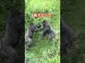 Shabani VS Kiyomasa 【東山動物園ゴリラ】 #gorilla #shabani #kiyomasa
