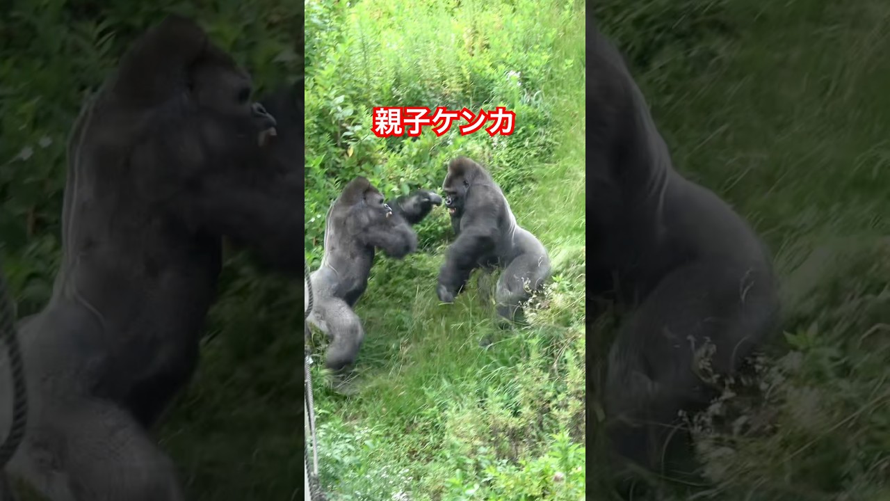 Shabani VS Kiyomasa 【東山動物園ゴリラ】 #gorilla #shabani #kiyomasa