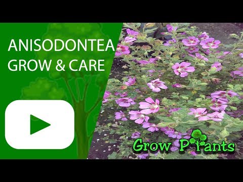 Anisodontea  - Grow and care (slightly strawberry)