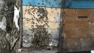 Что мешает семьям пчел быть сильными