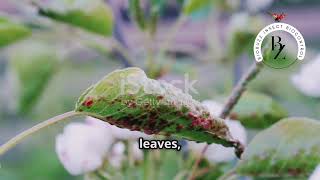 Red Spider Mites: Small but Significant Threats