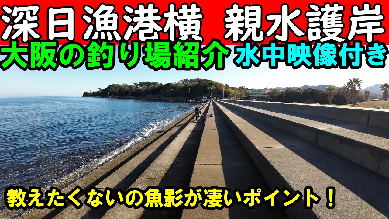 大阪の深日漁港横の親水護岸の釣り場を水中映像付きで紹介！教えたくない魚の楽園、究極釣りスポット！