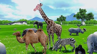 Animals The Jungle Home, amazon rainforest, wildlife world, wild animals, wild animal world