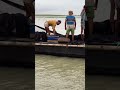 Fishermen Catching Fish From The Padma River
