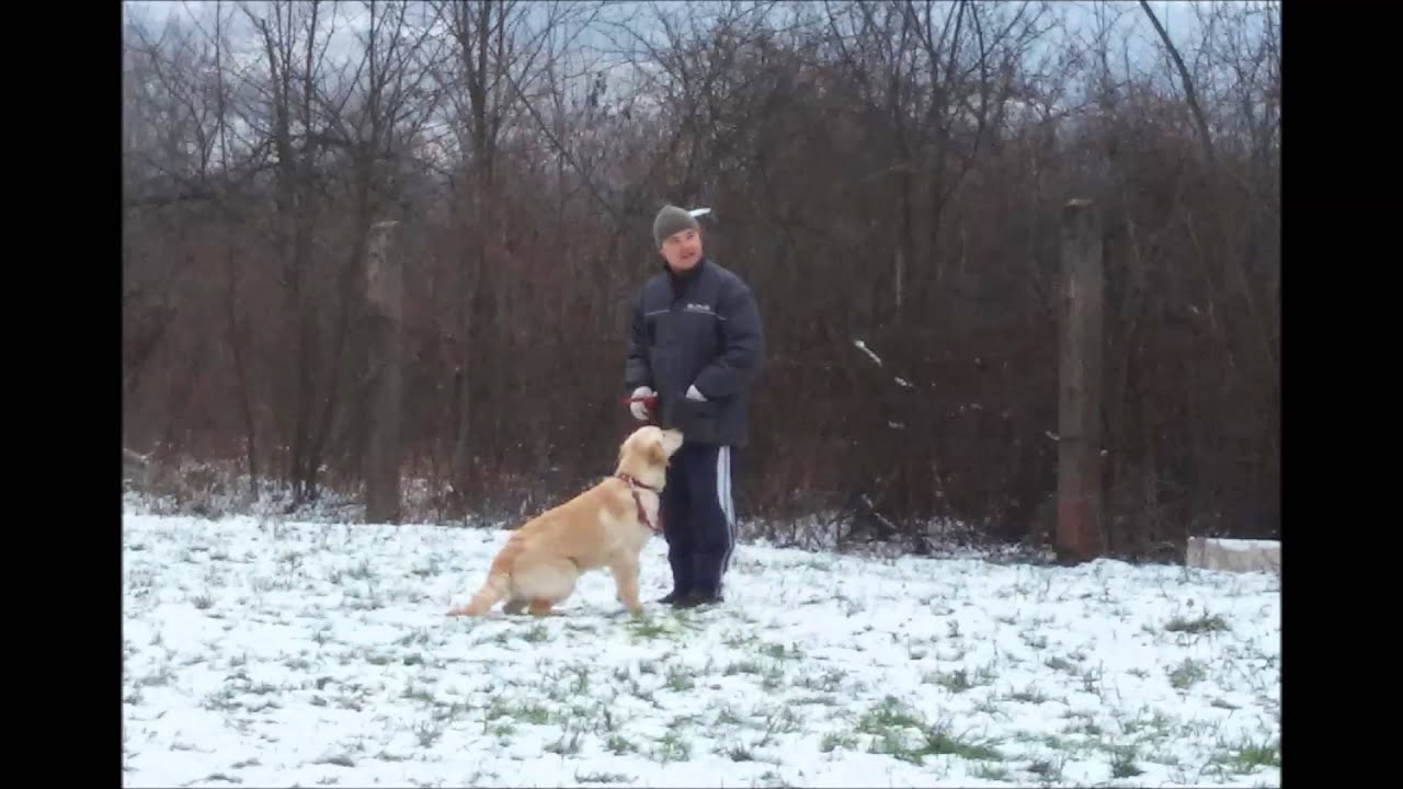 L-dog - výcvik psov - jesenné tréningy 2015   www.l-dog.sk