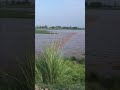 سیلاب کا ریلا گزرنے کے خوفناک مناظر 🥺