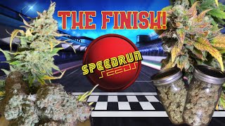 Let’s grow SpeedRun Seeds autoflowers with Blumats! (Harvest,dry,trim)