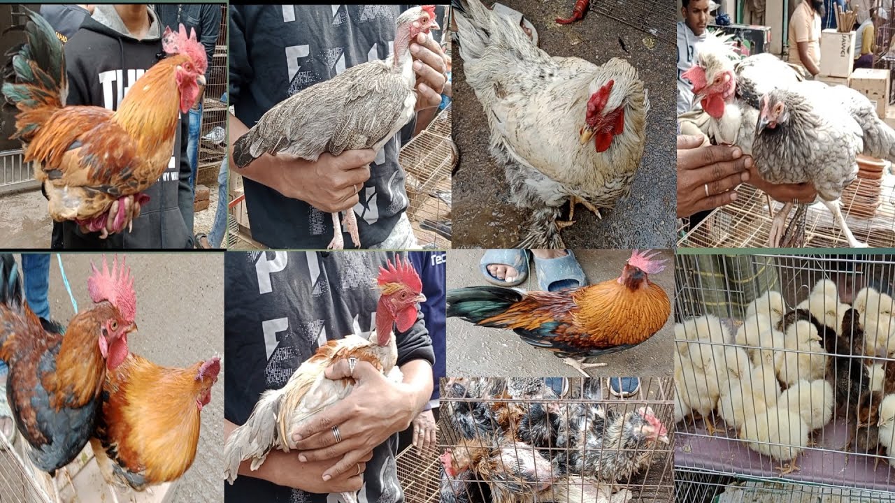 (153) Mirpur 1 murgir hat। আজকে হাটে অনেক সুন্দর সুন্দর মোরগ ছিল । Aseel & Chicken BD।