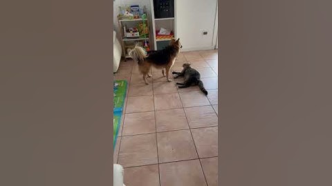 Duello casalingo Cane Vs Gatto