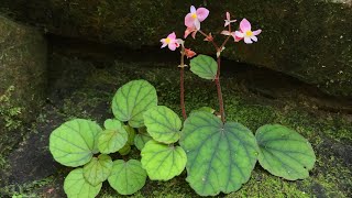 Musim Berbunga Begonia sinuata