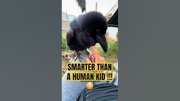 Crows Are Way SMARTER Than You Think 🤯     #crow #raven #birds #animals