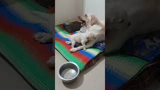 Playtime ❤#labrador #puppies #funny #funnyvideo #dog