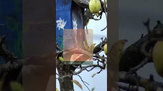 #мобильныйшутер #шутер #стандофф2
