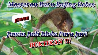 Ampuh!!! Masteran Terbaru Bajing Kekes Idola Para Juri