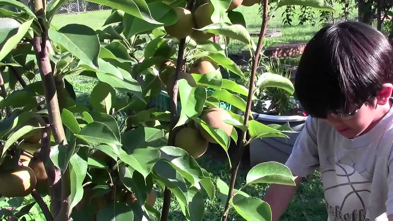 Atago Growing Asian Pear In Your Own Backyard Part 8 -2218