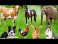 Animal Sound Challenge 🐵 | Try This!