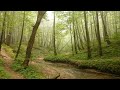 Walking in the forest after rain, relaxing, Moscow. 4K 60fps. | Прогулка в лесу после дождя